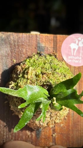 FERN - WILLINCKII DWARF BACTERIA FERN