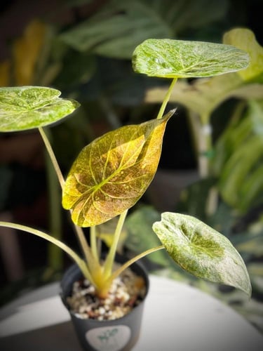 ALOCASIA WENTII SPLASH