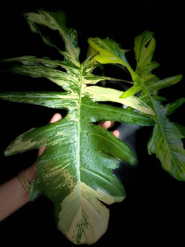 PHILODENDRON FLORIDA X TORTUM