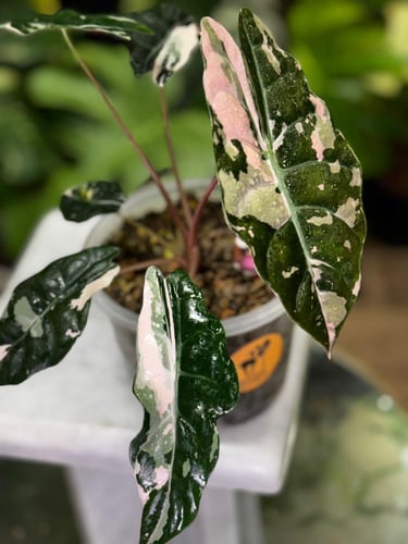 ALOCASIA CHANTRIERI PINK