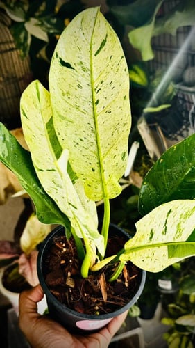 PHILODENDRON ORLANDO ALBO