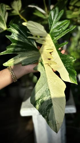 PHILODENDRON FLORIDA X MAYOI