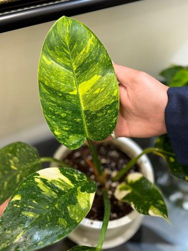 philodendendron green congo Marble Variegated