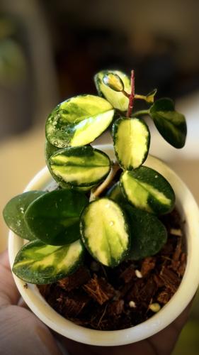 HOYA MATHILDE VARIEGA