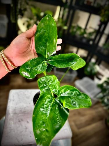 Philodendron Goeldii