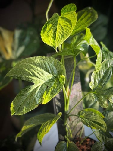 AMYDRIUM MEDIUM SPIDER