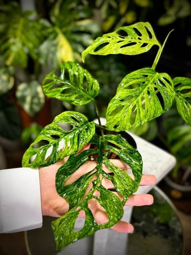MONSTERA LANIATA MOTTLED Variegated