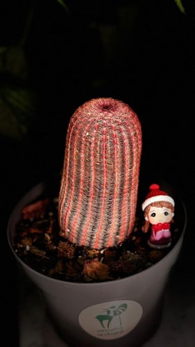 ECHINOCEREUS RUBISPINUS