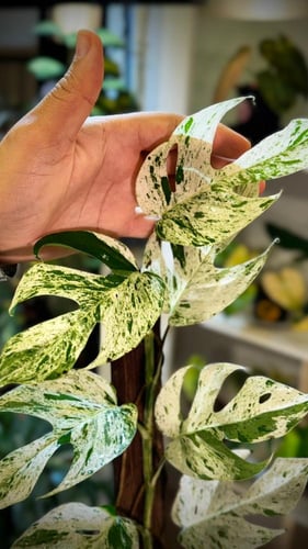 EPIPREMNUM PINNATUM MARBLE