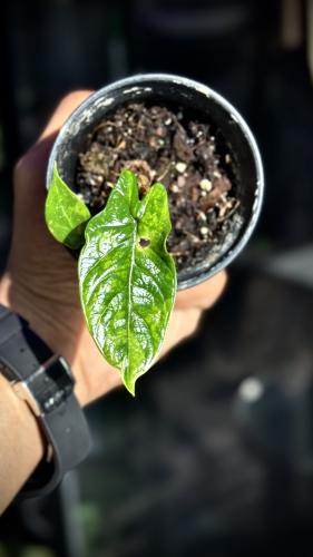 ALOCASIA SCALPRUM AUREA