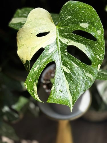 Monstera Thai Constellati