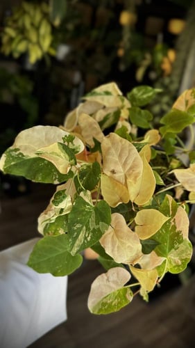 FALLOPIA MULTIFLORA