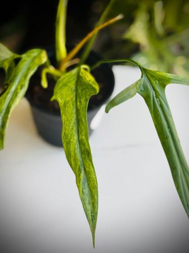 PHILODENDRON HOLTONIANUM Variegated