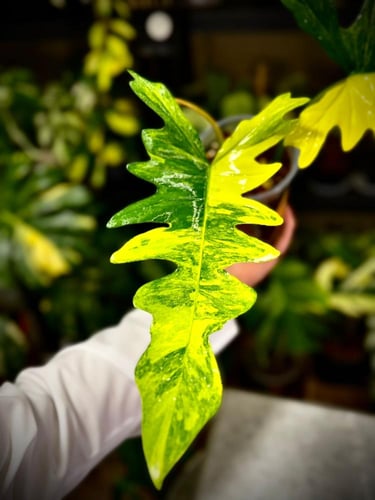 PHILODENDRON FLORIDA X TORTUM