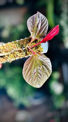 - PIPER SP. PINK BORNEO