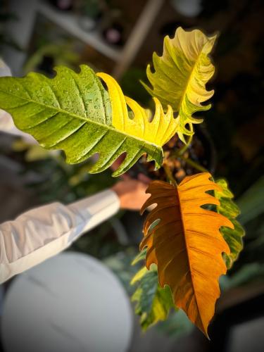 PHILODENDRON CARAMEL MARBLE Variegated