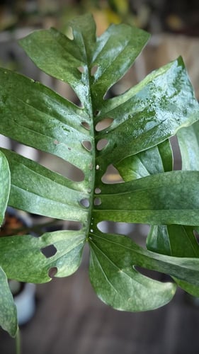 AMYDIUM MEDIUM SPIDER