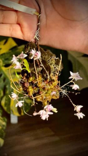 DENDROBIUM ELLIOTTIANUM