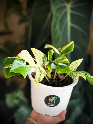 MONSTERA GINNY MIGMA