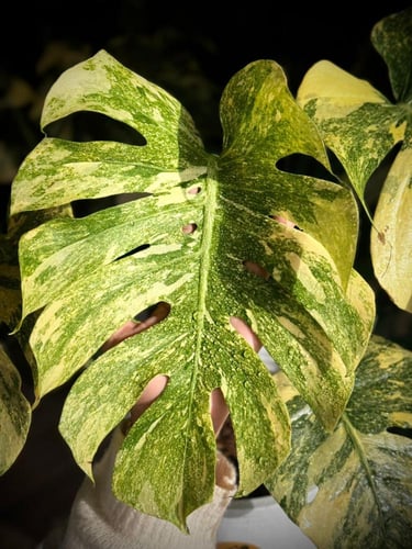 MONSTERA DELICIOSA LEGAZY