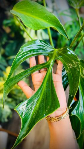 MONSTERA BURLE MARX FAME