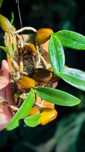 BULBOPHYLLUM BLEPHARISTES