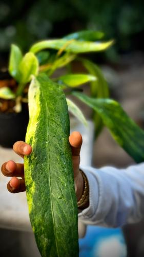 ANTHURIUM VITTARIFOLIUM Variegated