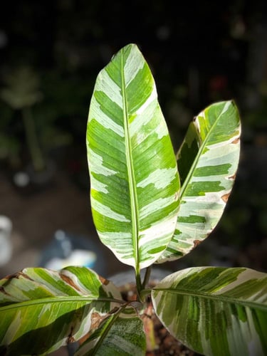 BANANA - MUSA FLORIDA VAR. BANANA