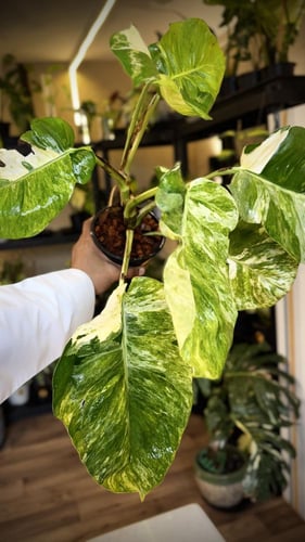 POTHOS N JOY (BIG LEAF)