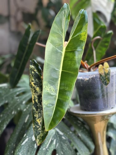 Philodendron Billietiae Variegata