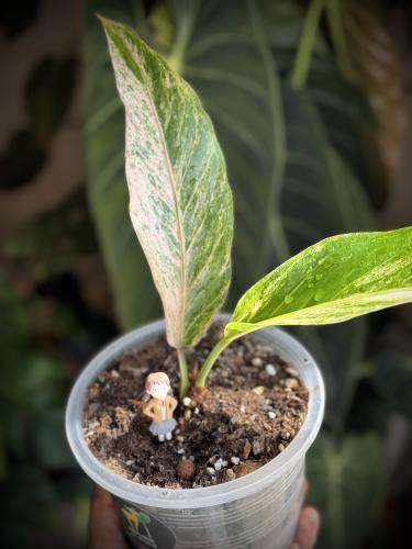 ANTHURIUM HOOKERI BIGRDS V