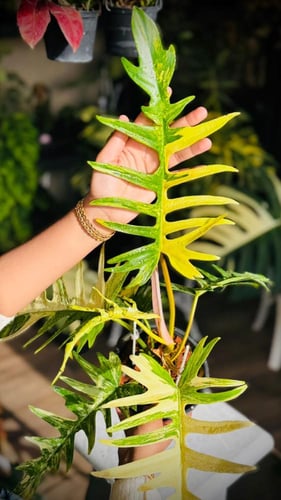 PHILODENDRON FLORIDA x TORTUM