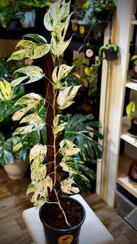 EPIPREMNUM PINNATUM MARBLE