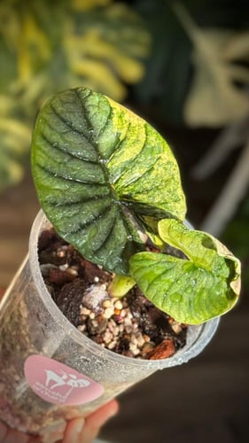ALOCASIA NEBULA GOLD