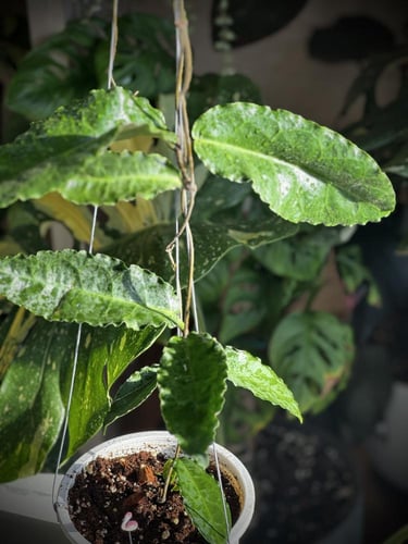 HOYA VERSTEEGII