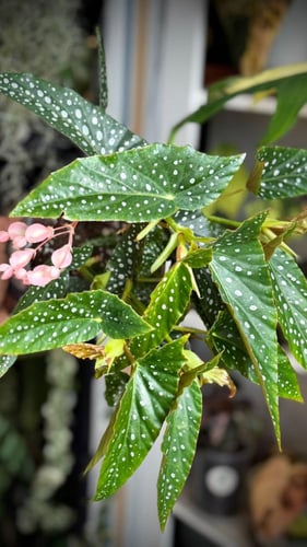 Begonia Double Dot