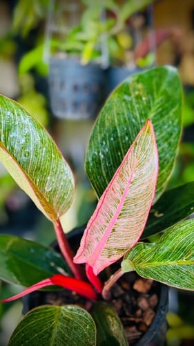 PHILODENDRON BIRKIN PINK