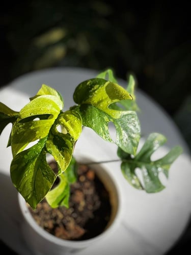 MONSTERA GINNY VARIEGATED