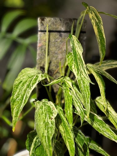amydrium zippelianum variegated