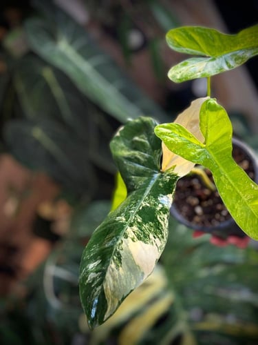 PHILODENDRON FLORIDA BEAUTY x BELLIETIAE