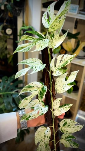 EPIPREMNUM PINNATUM MARBLE