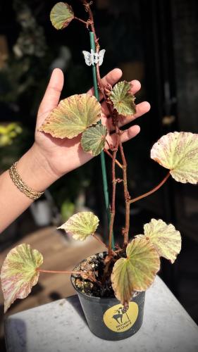 BEGONIA REX MIX VARIETIES