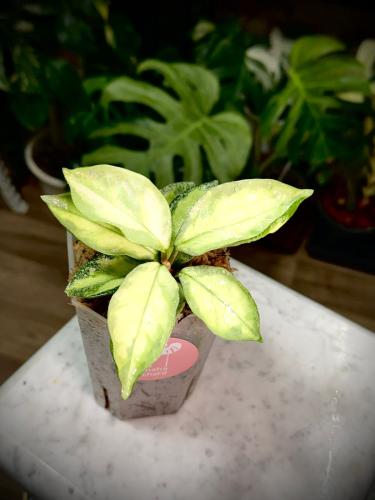HOYA CARNOSA ARGENTEA PRINCESS