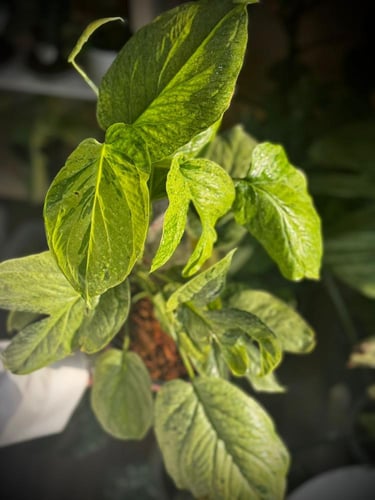 AMYDRIUM MEDIUM SPIDER