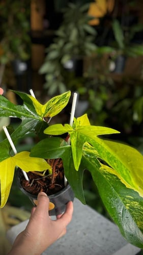 PHILODENDRON FLORIDA x SQUAMIFERUM VARIEGATED