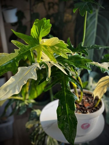 PHILODENDRON GOLDEN DRAGON Variegated