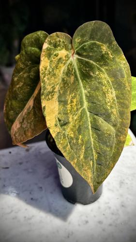 ANTHURIUM HYBRID VARIEGATED