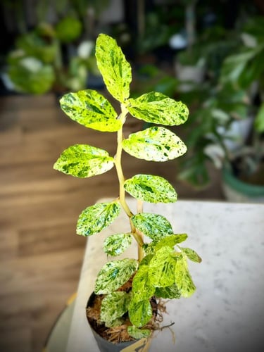 PELLIONIA SP VARIEGATED