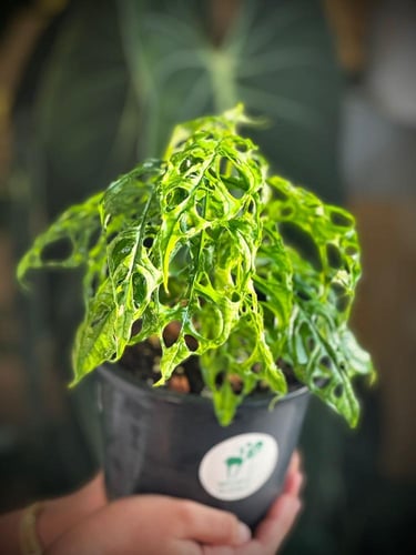 MONSTERA OBLIQUA