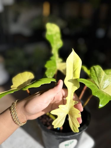 PHILODENDRON FLORIDA x MAYOI (NARROW FORM)